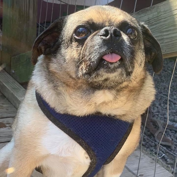 Meet your Posher, Tara - Picture 1 of 1